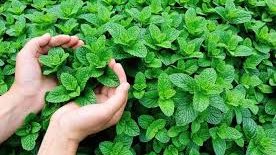 يعالج متلازمة القولون العصبي ومشاكل التنفس.. اكتشف فوائد النعناع الصحية