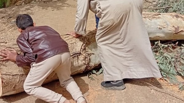 بسبب الرياح.. سقوط شجرة كافور وقطع أسلاك أعمدة كهربائية في المنوفية