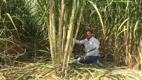 القابضة الغذائية: توريد وإنتاج 3.2 مليون طن قصب لمصانع السكر