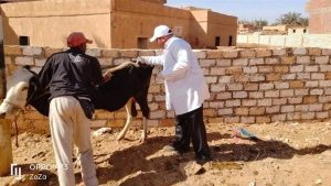 إنطلاق الحملة القومية للتحصين ضد مرض الجلد العقدي بالوادي الجديد