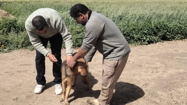 الطب البيطري: تحصين 27 كلبًا ضد السعار في كفر الشيخ