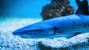 أسماك القرش تختار أصدقاءها.. سلوك اجتماعي غير مُتوقع في أعماق البحار | تفاصيل