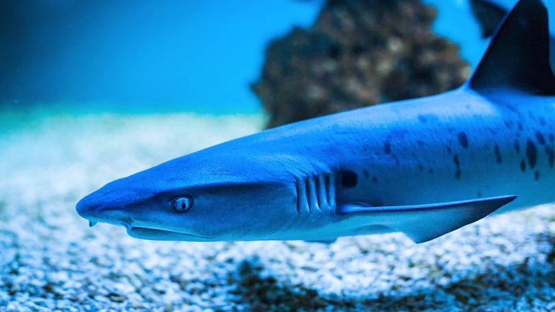 أسماك القرش تختار أصدقاءها.. سلوك اجتماعي غير مُتوقع في أعماق البحار | تفاصيل