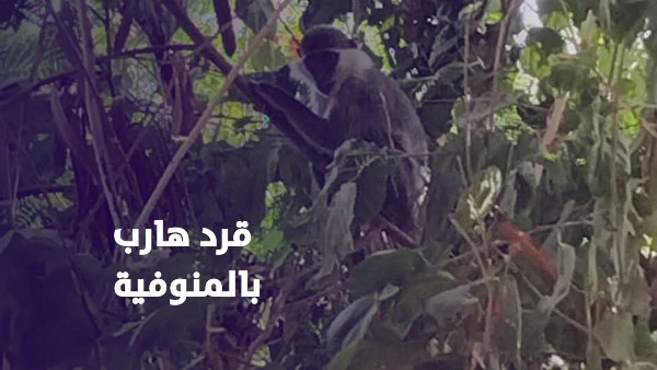 قرد هارب يشعل السوشيال ميديا ويثير الذعر في المنوفية| فيديوجراف