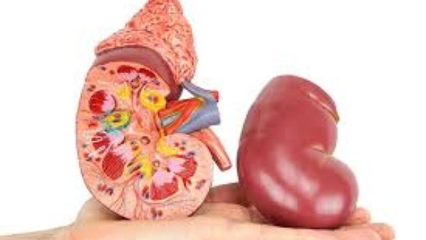 الفسيخ والفشل الكلوي.. علاقة خطيرة قد تدمر الكلى في صمت