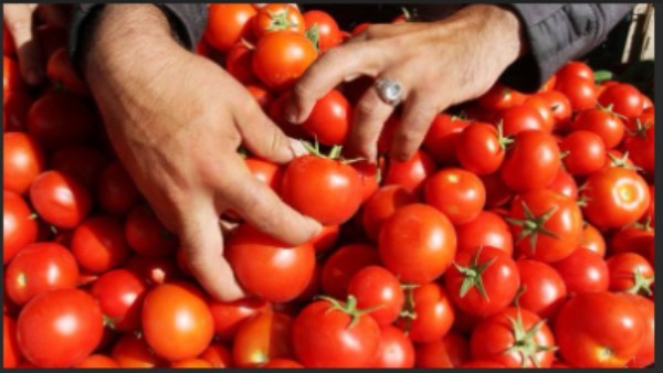 بعد ارتفاع الطماطم| الدولة توفر السلع بأسعار مناسبة وتمنح دعما إضافيا.. وخبير اقتصادي يعلق
