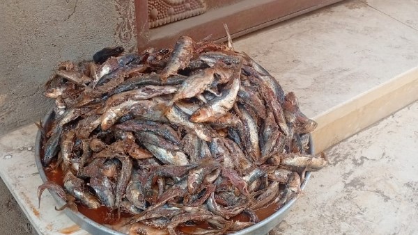 ضبط 2.5 طن دقيق بلدي مدعم محظور تداوله وأسماك مملحة غير صالحة بالمنوفية