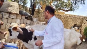 بيطري المنيا: تحصين 186 ألفًا و251 رأس ماشية ضمن الحملة الاستثنائية ضد الحمى القلاعية