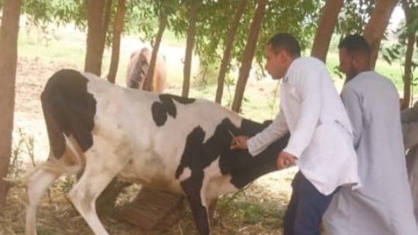 أخبار قنا..تحصين 59 ألف رأس ماشية ضد الجلد العقدي وجدرى الأغنام.. وغرق طفلتين فى نهر النيل