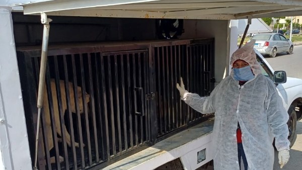 بورسعيد.. حملة في بورفؤاد لجمع الكلاب الضالة ونقلها إلى الشيلتر بورسعيد.. حملة في بورفؤاد لجمع الكلاب الضالة ونقلها إلى الشيلتر