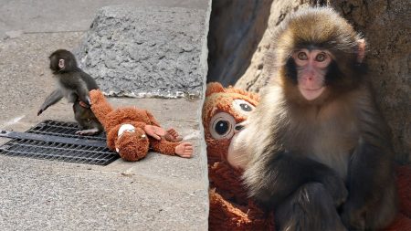 القبض على شخصين بعد حيلة مزعومة في حظيرة قرد فيروسي: تقرير