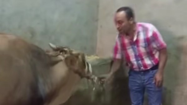 هيقتلوك اسمع كلامى واجري .. شاب يمازح عجلاً بالتزامن مع عيد الأضحى