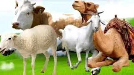 قبل عيد الأضحى.. الأزهر يحذر من إلقاء مخلفات الأضاحي في الطريق العام