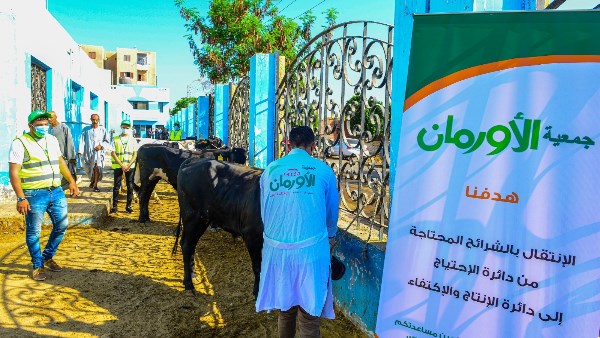 50 عجلًا في أول أيام العيد.. سوهاج تبدأ تجهيز لحوم الأضاحي للأسر الأكثر احتياجًا
