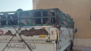 محافظ أسيوط: نحر الأضاحي بالمجازر الحكومية مجانا.. ومحاضر فورية للمخالفين بالشوارع