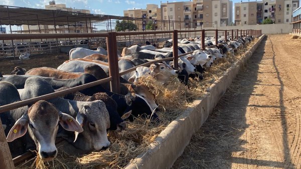 بـ 5.8 مليون جرعة تحصينية.. “الزراعة” تواصل جهود الحملة القومية ضد الحمى القلاعية والوادي المتصدع