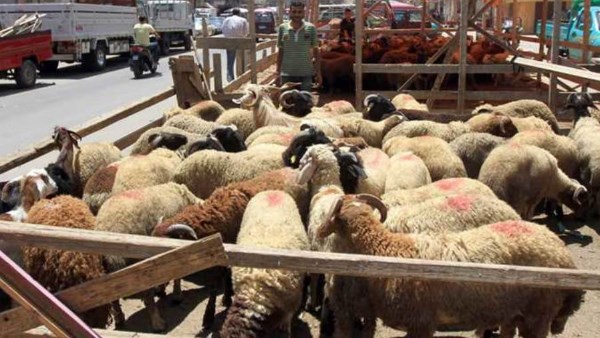 شرطة نسائية ودوريات.. حملات على المدابح وشوادر الأضاحي بالجيزة لاستقبال عيد الأضحى