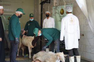 الزراعة تكشف عن إجراءات عاجلة للتأكد من سلامة الأضاحي المطروحة للبيع