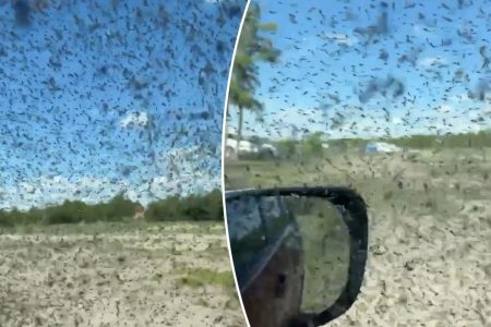 مسافرون محاصرون في سيارات بسبب سرب من البعوض المليء بالطفيليات: فيديو