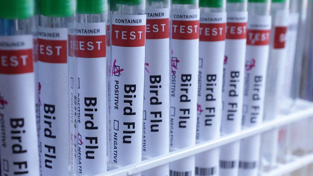 تصل أنفلونزا الطيور إلى كل القارات حيث تؤكد أستراليا أول حالة إصابة بفيروس H5N1