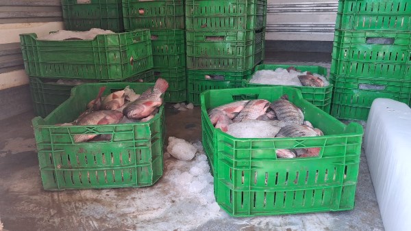 ضبط 425 كيلو أسماك غير صالحة قبل ترويجها بأحد مطاعم مدينة أسيوط