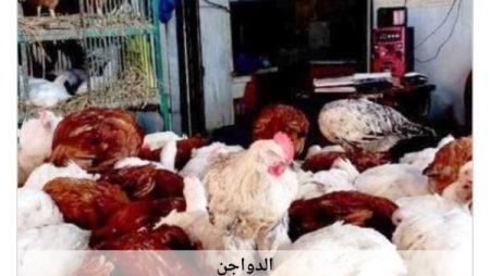 أسعار الدواجن في أسوان اليوم الثلاثاء 2-6-2026