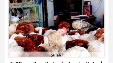 أسعار الدواجن في أسوان اليوم الأحد 21-6-2026