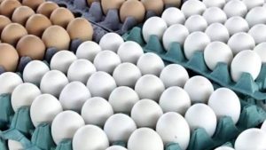 طارق سليمان : إنتاج البيض ارتفع 14% .. وفتح أسواق تصديرية جديدة