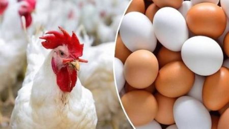 البانيه يبدأ من 220 جنيه.. أسعارالفراخ والبيض اليوم الإثنين