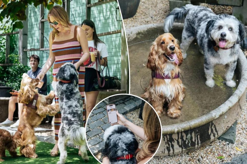 يتعرف تطبيق Dog Date Afternoon على الأصدقاء الجدد ذوي الفراء – ويجبر المالكين على الخروج من فقاعاتهم: “لقد كان الأمر ممتعًا بالنسبة لي أيضًا”