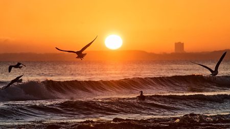 ينتشر “آكل لحوم البشر البحري” عبر بحر البلطيق، مما يهدد الأنواع المحلية