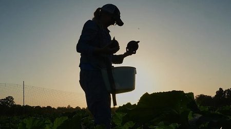 فيديو. كيف يتنبأ العلماء بموجات الحر