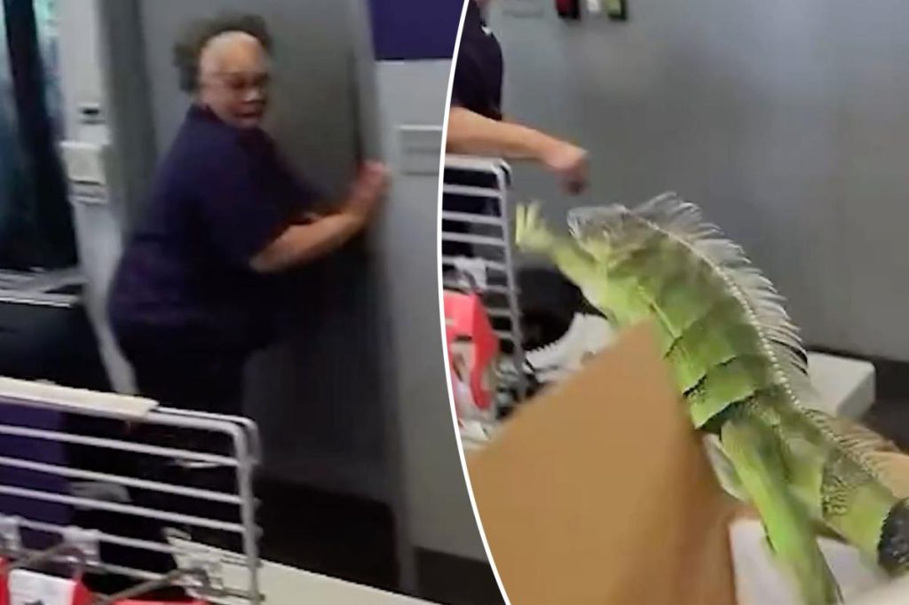 Iguana تقفز خارج الصندوق في متجر FedEx، وترسل زملاءها للركض: فيديو