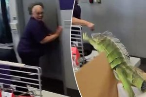 Iguana تقفز خارج الصندوق في متجر FedEx، وترسل زملاءها للركض: فيديو