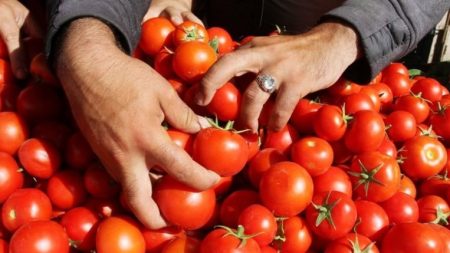 10 جنيهات .. هبوط قوي في أسعار الطماطم بالأسواق