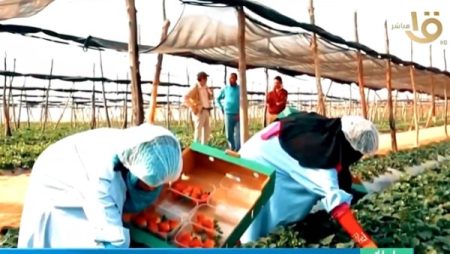 الصادرات الزراعية المصرية تتجاوز 5 ملايين طن