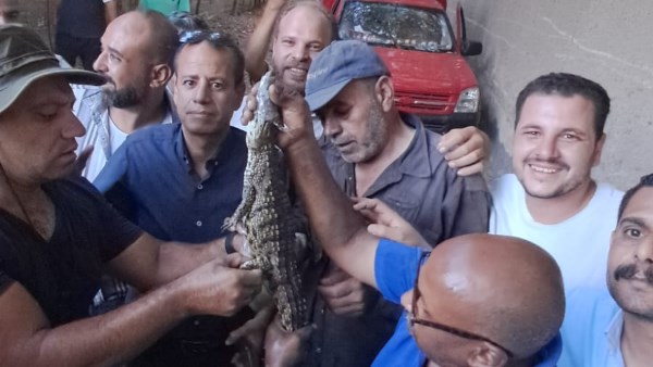 طوله 60 سم.. العثور على تمساح مصرف الجنينة بشبرامنت في الجيزة| صور