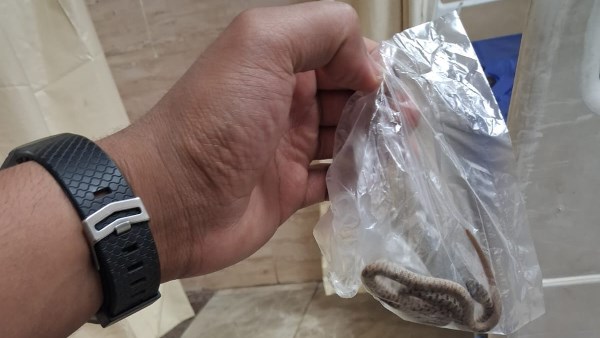 شاب يحمل ثعبانا لدغه لتلقي المصل بمستشفى نجع حمادى بقنا