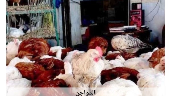 أسعار الدواجن في أسوان اليوم الأربعاء 1-7-2026