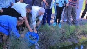 زراعة الشرقية تنفذ مشروع الزراعة التكاملية بتنزيل الزريعة السمكية في حقول الأرز