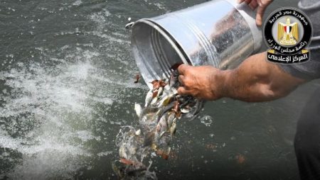لرفع معدلات الإنتاج السمكي.. إطلاق 5.5 مليون وحدة زريعة أسماك متنوعة بعدد من المحافظات