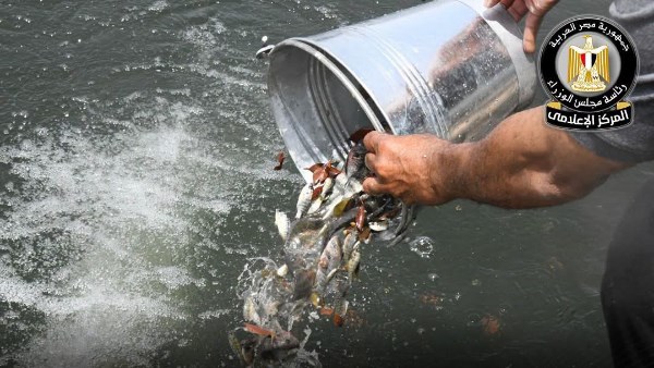 لرفع معدلات الإنتاج السمكي.. إطلاق 5.5 مليون وحدة زريعة أسماك متنوعة بعدد من المحافظات