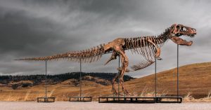 مزاد Sotheby’s Big T. Rex يثير مخاوف من أن الضجيج والثروة يقلبان العلم رأسًا على عقب