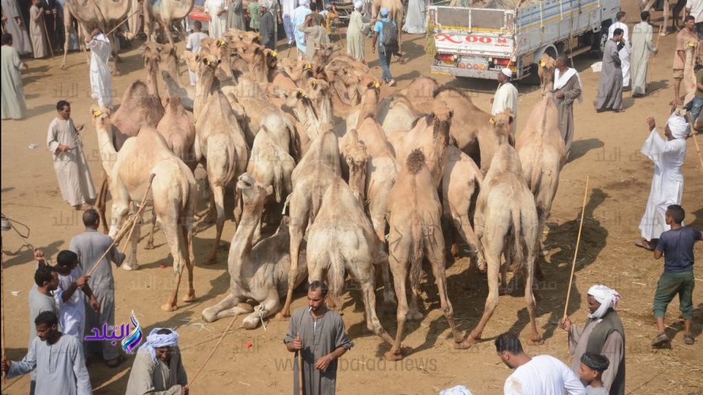 الإبل كلمة السر لإنقاذ اللحوم الحمراء؟.. نقيب الفلاحين يكشف التفاصيل