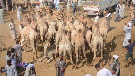 الإبل كلمة السر لإنقاذ اللحوم الحمراء؟.. نقيب الفلاحين يكشف التفاصيل