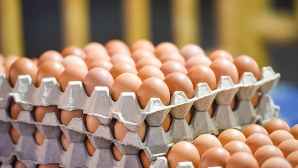 فائض البيض في مصر 40%.. وهذه حقيقة غسله والفرق بين الأبيض والبني