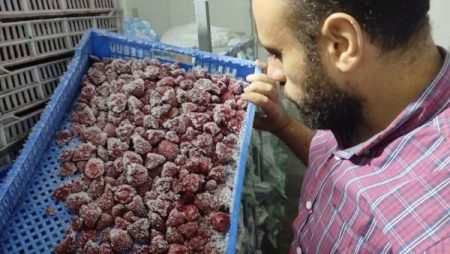 ضبط 20 طن فراولة غير صالحة للاستهلاك داخل منشأة صناعية في المنوفية