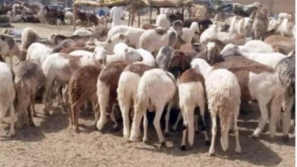 المنوفية: انطلاق حملة تحصين الماشية ضد الحمى القلاعية والوادي المتصدع
