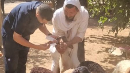 أسيوط.. 24 ألفًا و952 حالة علاجية خلال شهر ضمن القوافل البيطرية المجانية