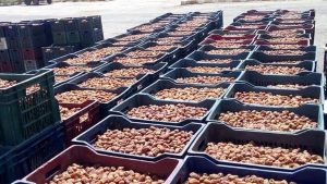 أخبار الوادي الجديد.. المحافظ تطمئن مزارعي البلح وتعلن عن إجراءات لضبط السوق وحماية حقوقهم